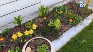 Дачные советы