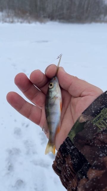Первый окунь зимнего сезона 24-25 на блесну смотреть онлайн