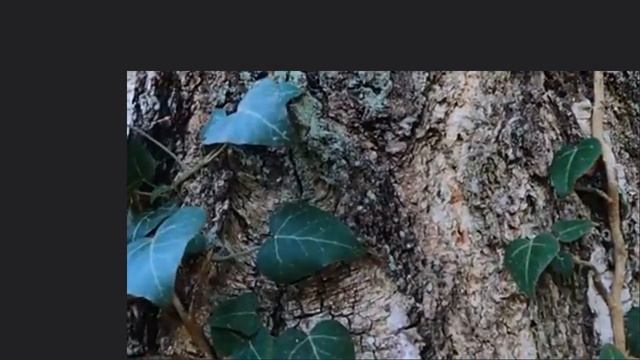 Интересная информация про природу Беларуси