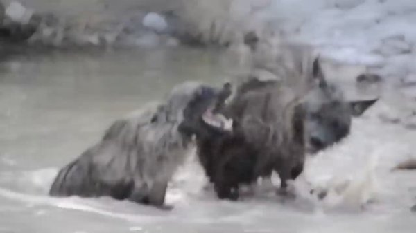 ДО И ПОСЛЕ ВЗРОСЛЕНИЯ. НЕВЕРОЯТНЫЕ ТРАНСФОРМАЦИИ