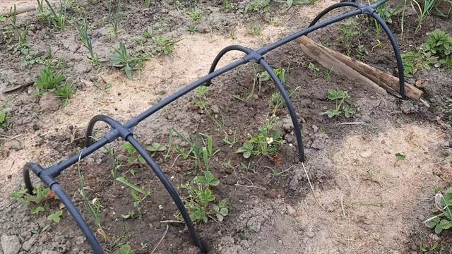 Готовлюсь к возвратным заморозкам.
Спасибо дугам долгожителям