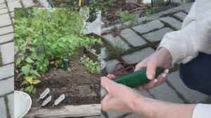 Использую всегда отпугиватель от кротов и мышей