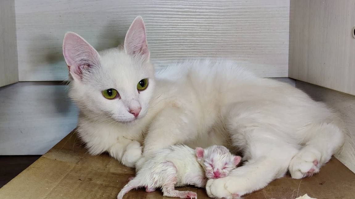 Новорожденный котенок. Часть 2. День второй. Мама-кошка разговаривает с новорожденным котенком. смотреть онлайн