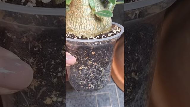 Есть ли у адениумов период покоя? смотреть онлайн