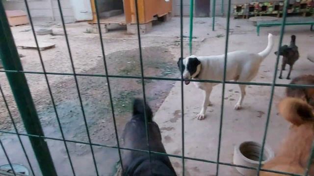 Ташкент.  Паштет из бараньей печени , кошки не едят.