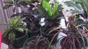 Кротоны весной.