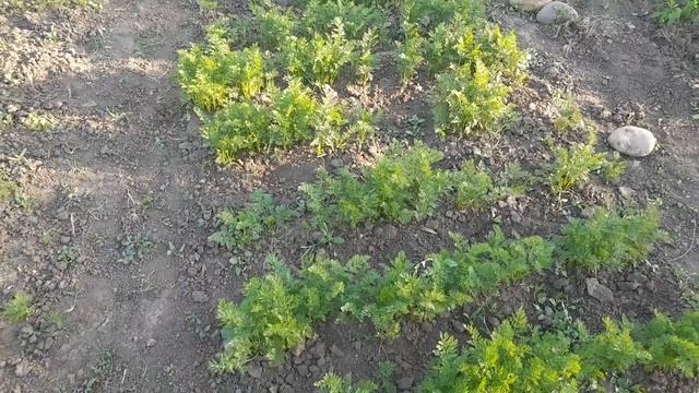 Ставропольский огород после градобития. 26.V.2025г. mp4 смотреть онлайн
