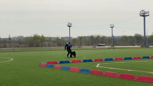 1 Оч/хор Леруа Мадлен ЯНТАРИКА +0+ №60 / КЧК ХАБАРОВСК 11 мая`25 Е.Шайхудинов Моно немецких овчарок