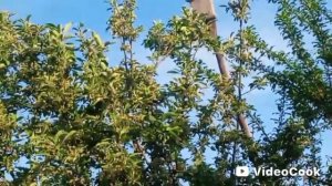 Скворцы скоро вылетят