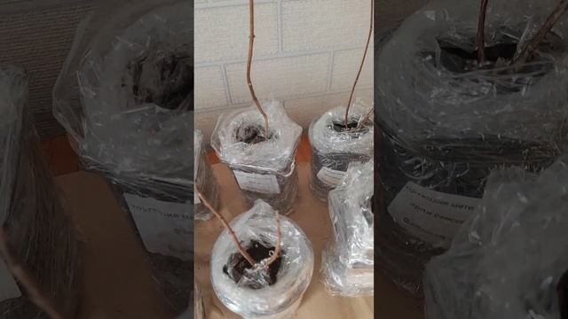 Всем хочется не только хлеба, но и зрелищ 5.02.2024