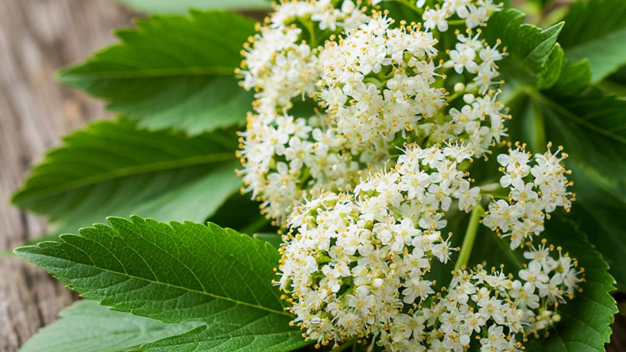 Народные рецепты от головных болей при нервных заболеваниях. смотреть онлайн