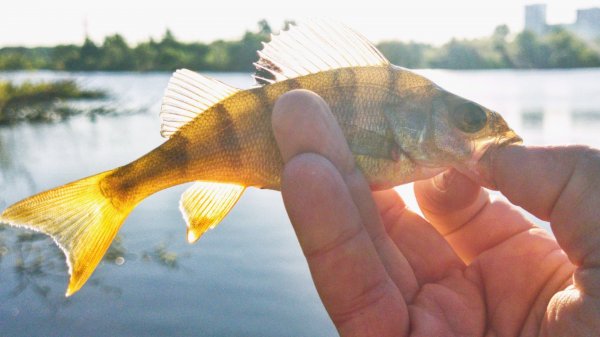 Тихое утро на водоёме
