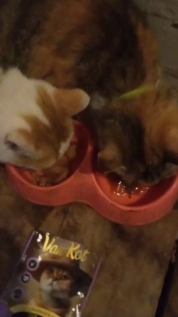 Кошачий корм от Атяшево Van Kot смотреть онлайн