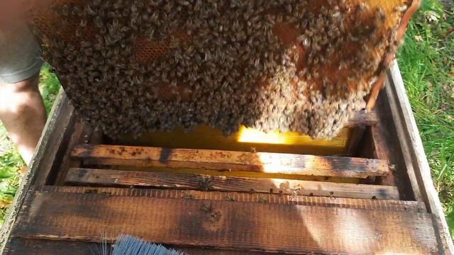 Прилетел рой пчёл в пустой улей! Первый осмотр. смотреть онлайн