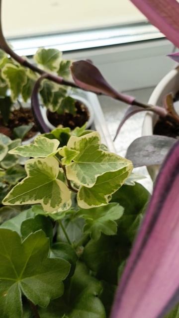 Переношу отправку плановых посылок с растениями смотреть онлайн