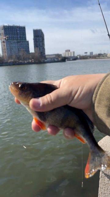 Ловлю окуня в Москве. Выходные перед запретом. Даниловская набережная. Спиннинг. Streetfishing смотреть онлайн