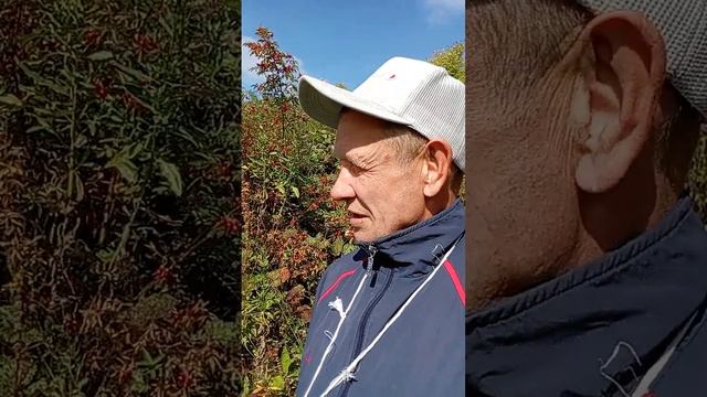 Просьба о помощи оплата мобильной связи теле2.Номер 8950