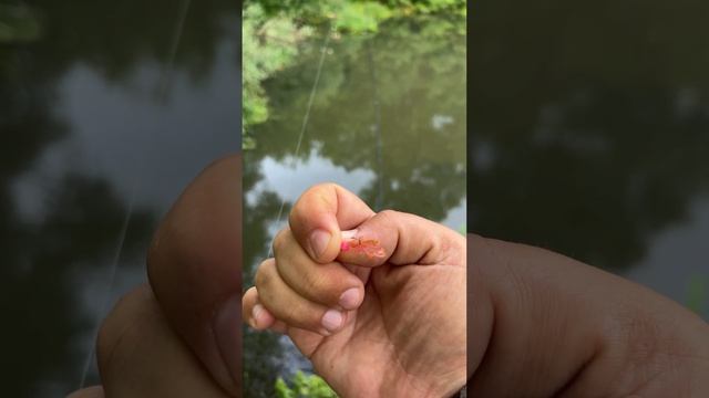 Результат первой рыбалки после запрета. Мормышинг рулит. #рыбалка #fishing #мормышинг #спиннинг смотреть онлайн