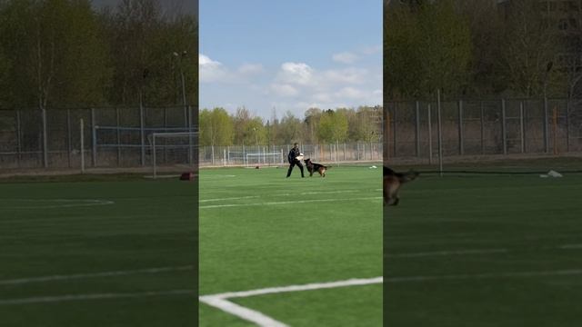 1 Отл. КЧК Леруа Мадлен ШЕРХАН Двоеборье: Универсальный Чемпион / КЧК ХАБАРОВСК 11 мая`25