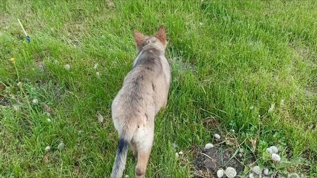 Т'Эникара,4 месяца. смотреть онлайн