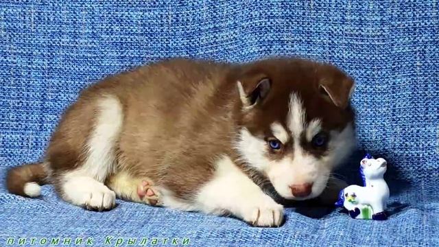 Предлагаем голубоглазую девочку щенка хаски шоколадную, родилась 7 апреля 2025 года