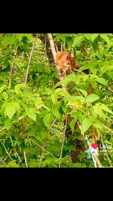 Случайно снял белку на камеру смотреть онлайн
