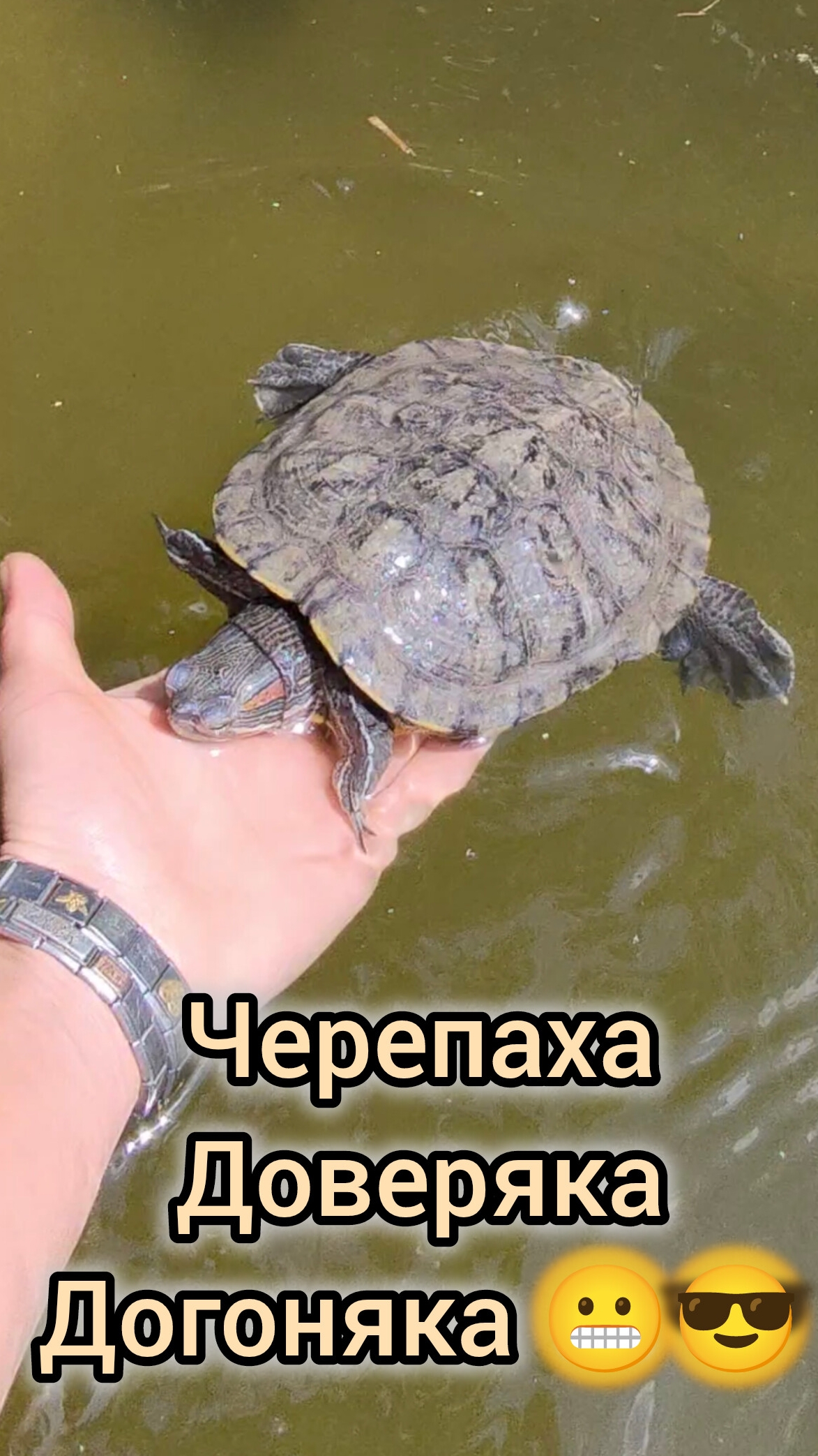 Красноухая ручная черепаха, посмотри, такого ты точно не видел:)) пара живкт и зимует у меня в пруду смотреть онлайн