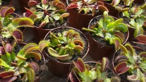 Растения умеющие считать | Чудеса сотворения. Мир растений