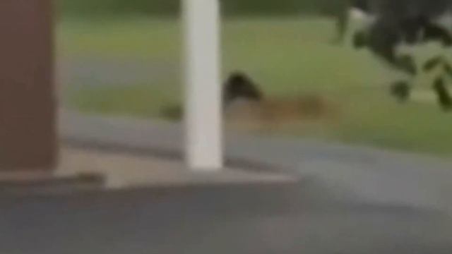 10 ЗОМБИ СНЯТЫХ НА КАМЕРУ😱 Самые страшные видео😱 смотреть онлайн