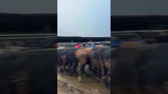 ЭФИР АЗ МОЛБОЗОРИ Ш.ХУҶАНД