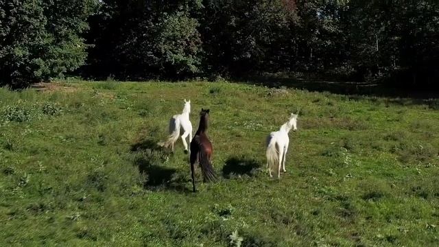 Табун лошадей встретил плачущего мальчика на дороге, ? смотреть онлайн