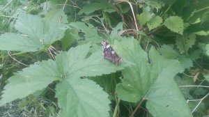 Адмирал (бабочка)