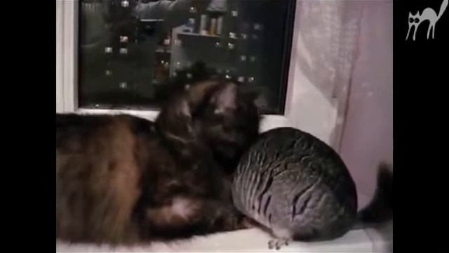 Кошки,коты подборка 2015 смотреть онлайн