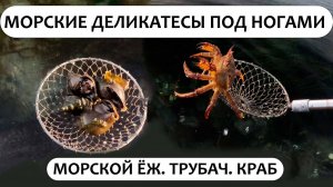 Сбор морепродуктов. Деликатесы под ногами. Собирай - не хочу!  #Сахалин #морепродукты #крабы #море