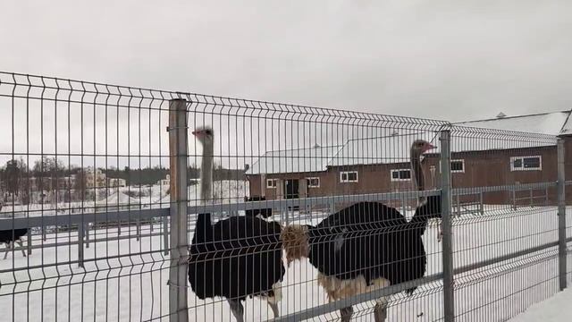 Страусы на ферме в усадьбе Марьино смотреть онлайн