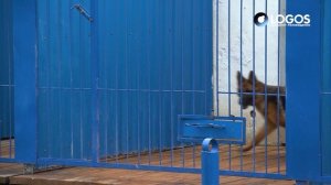 Кинологи УФСИН показали, как собаки ловят костромских преступников