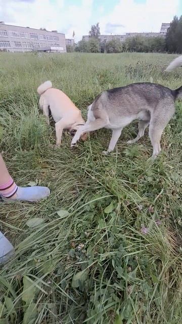 Играют мои хорошие