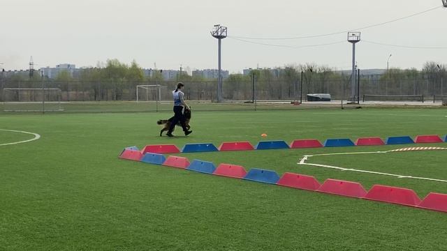 2 Отл. СС Лидчер ШОНХЕЙТ +++ №64 / КЧК ХАБАРОВСК 11 мая`25 Е.Шайхудинов Моно немецких овчарок