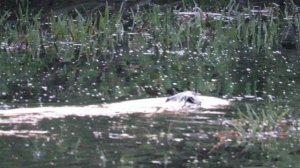 Бобер.
В Артемовских лугах много бобров.
24.05.25   21 06