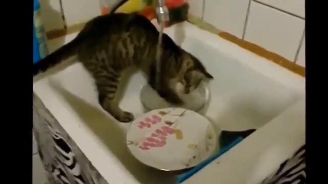 кот моет посуду смотреть онлайн
