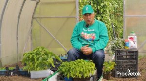 МУРАВЬИ В ПАНИКЕ УБЕГУТ ИЗ ТЕПЛИЦЫ, если положите туда эту траву! Как избавиться от муравьев?