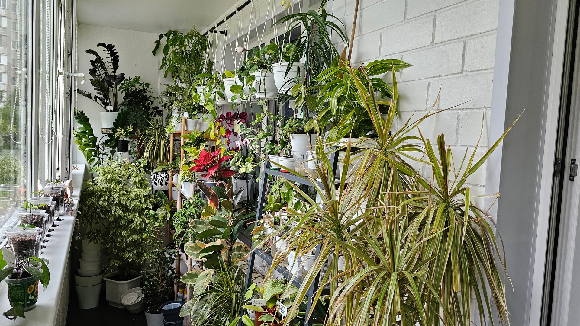 26.05.2025 г Обзор моих комнатных растений на балконе смотреть онлайн