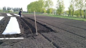 Подготовка грядок под арбузы. Урал.