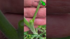 ФОРМИРОВАНИЕ ТОМАТА: первое пасынкование. Это очень важно для урожая томата. Как пасынковать томат.