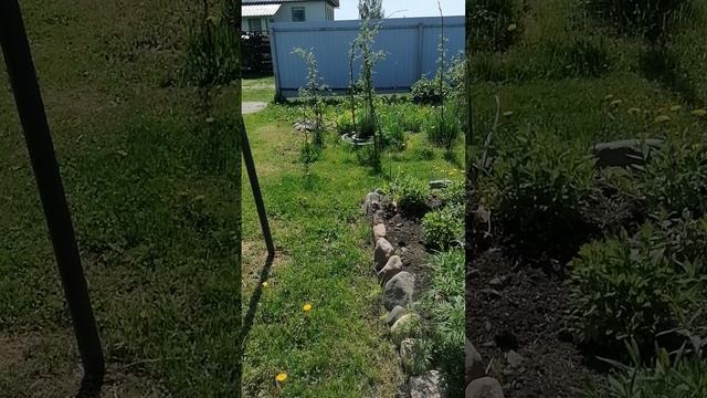 Дачные зарисовки