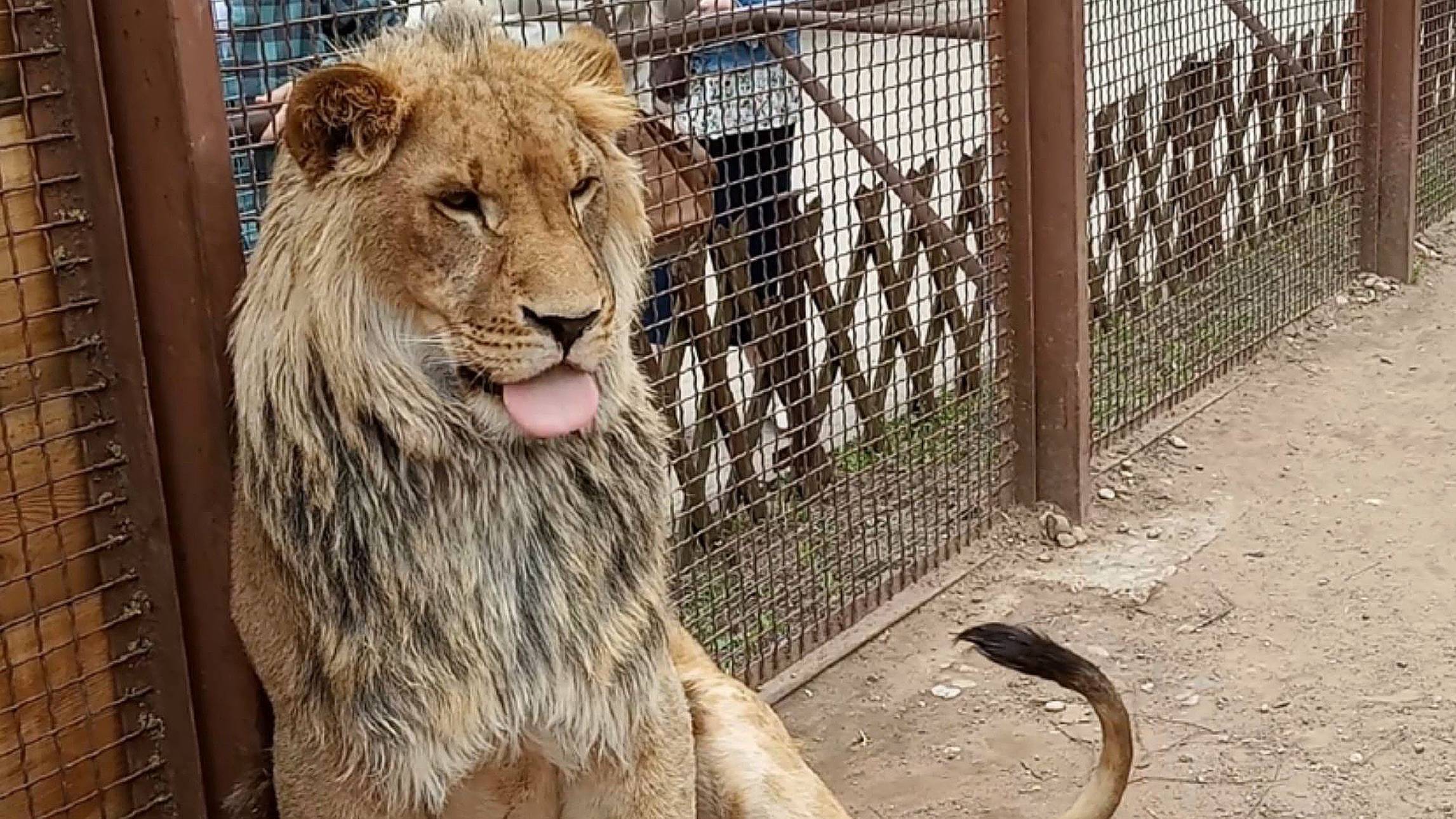 Гостеприимный лев ШЕРХАН. Гостья из Нижнего Новгорода. Копилка для Шерхана. (2 выпуск) смотреть онлайн