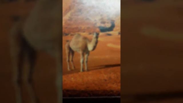 Мои рисунки по клеточкам!!!! смотреть онлайн