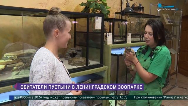 «Пустыня не значит пусто»: экспозиция в Ленинградском смотреть онлайн