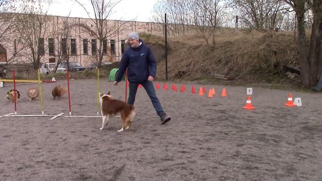 Ирина и Ласка "Весенние Австралийские ИГРЫ в Пушкине" 24.04.16 смотреть онлайн