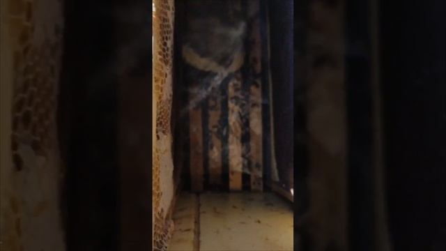 16 марта. Добавляем рамки после зимовки. Пчелы несут об? смотреть онлайн